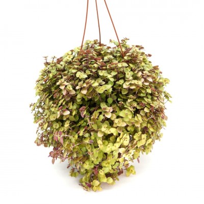 Callisia repens - HB