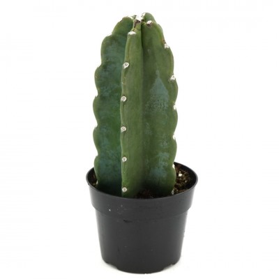 Cereus jamacaru 6in - Washington - Cascade Tropicals