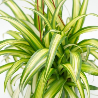 Chlorophytum comosum 'Hawaiian' - HB