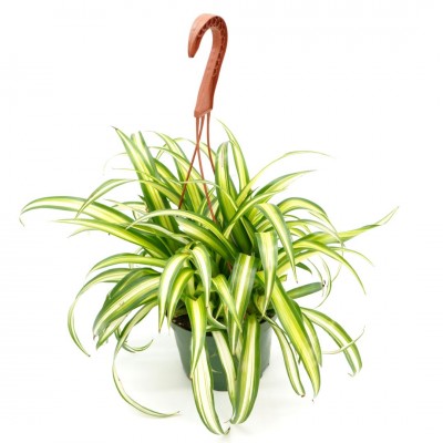 Chlorophytum comosum 'Hawaiian' - HB