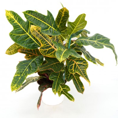 Codiaeum var. 'Oakleaf'