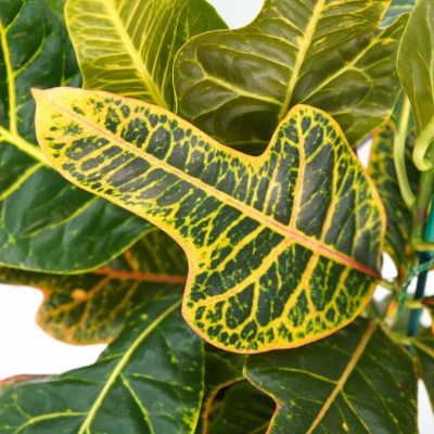 Codiaeum var. 'Oakleaf'
