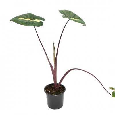 Colocasia 'Royal Hawaiian Waikiki'
