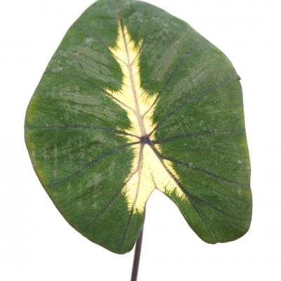 Colocasia 'Royal Hawaiian Waikiki'