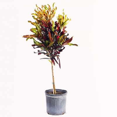 Codiaeum var. 'Corkscrew' - standard