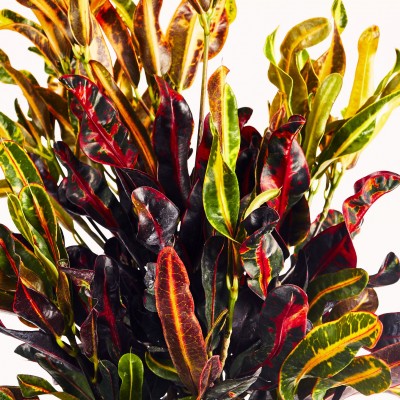 Codiaeum var. 'Corkscrew'