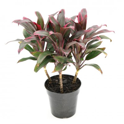 Cordyline frut. 'Red Hawaiian Compacta'
