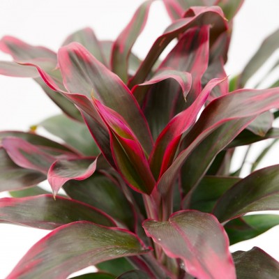 Cordyline frut. 'Red Hawaiian Compacta'