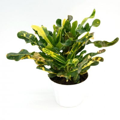 Codiaeum var. 'Corkscrew'