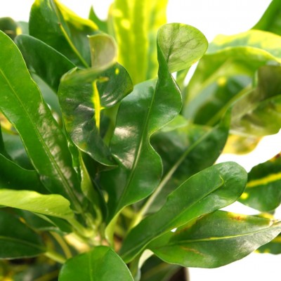 Codiaeum var. 'Corkscrew'