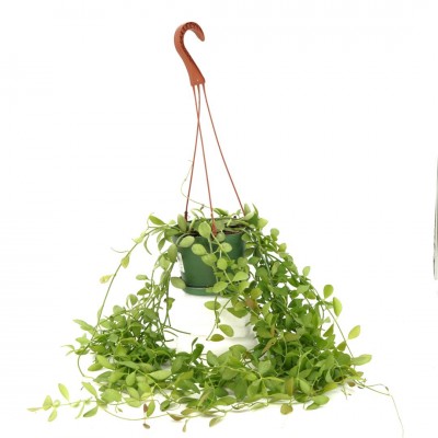 Dischidia oiantha - HB