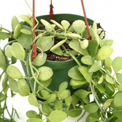 Dischidia oiantha - HB