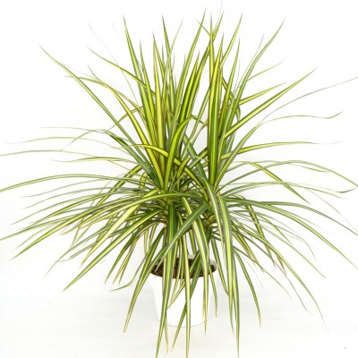Dracaena marg. 'Sun Ray'