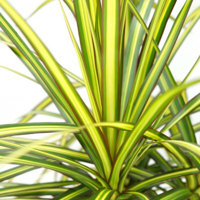 Dracaena marg. 'Sun Ray'