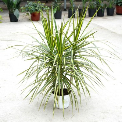 Dracaena marg. 'Sun Ray' 8in - Washington - Cascade Tropicals