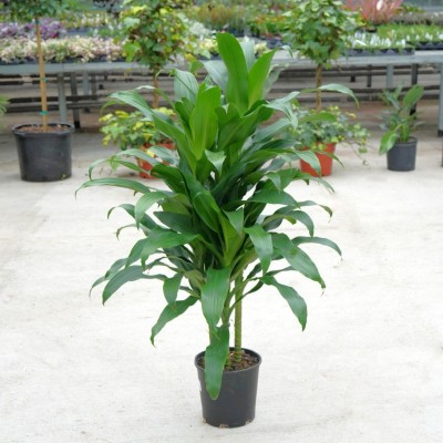 Dracaena der. 'Michiko' - tips
