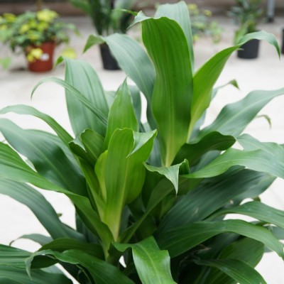 Dracaena der. 'Michiko' - tips