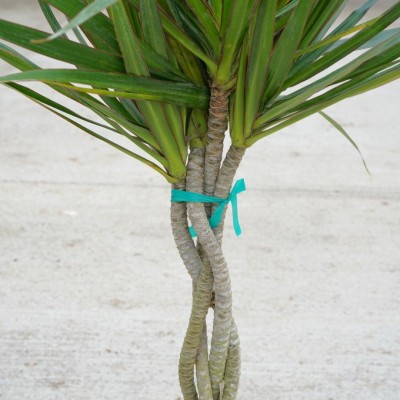 Dracaena marginata - braid 10in - Washington - Cascade Tropicals