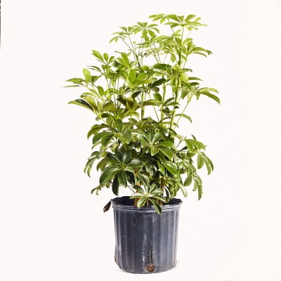 Schefflera arboricola - bush