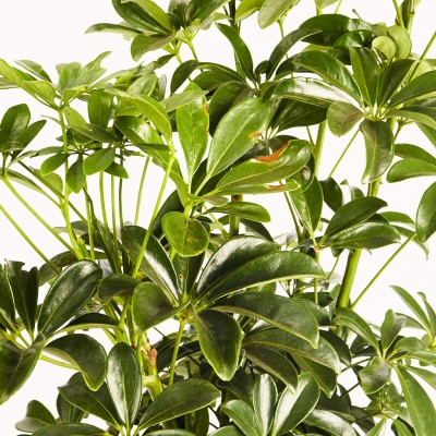 Schefflera arboricola - bush
