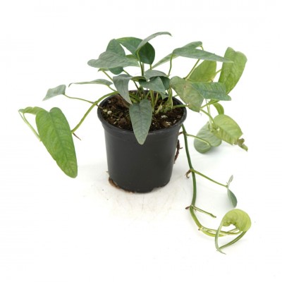Epipremnum pin. 'Cebu Blue'