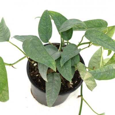 Epipremnum pin. 'Cebu Blue'