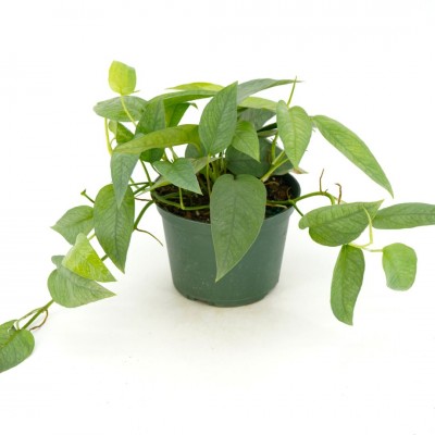 Epipremnum pin. 'Cebu Blue' - upright