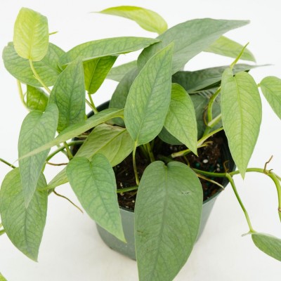 Epipremnum pin. 'Cebu Blue' - upright