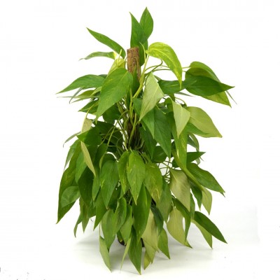 Epipremnum pinnatum - pole