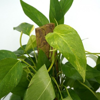 Epipremnum pinnatum - pole