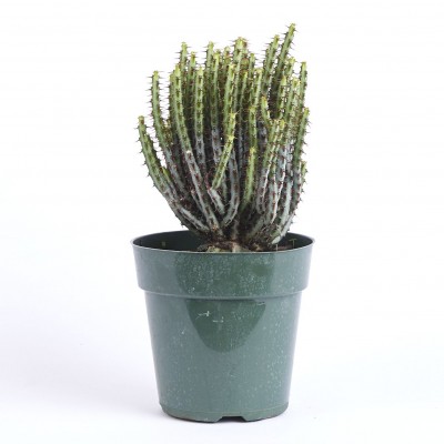 Euphorbia aeruginosa