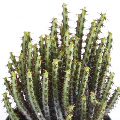 Euphorbia aeruginosa
