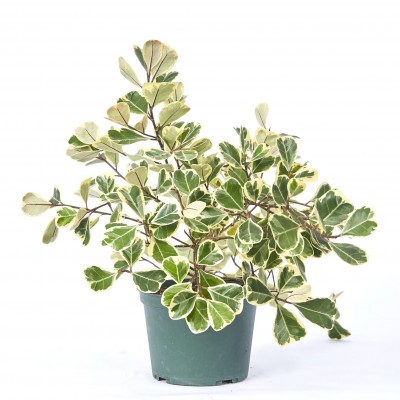 Ficus triangularis variegata