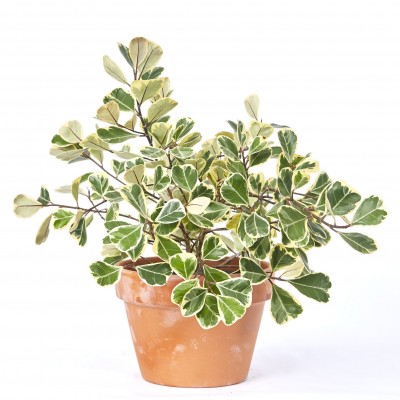 Ficus triangularis variegata