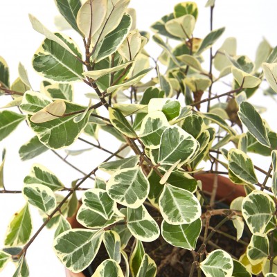 Ficus triangularis variegata