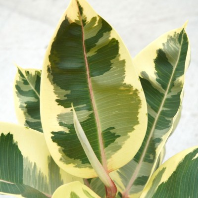 Ficus elastica 'Tineke' - Bush