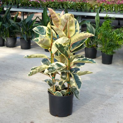 Ficus elastica 'Tineke' - Bush