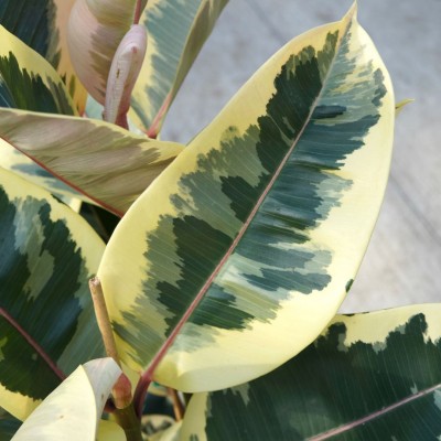 Ficus elastica 'Tineke' - Bush