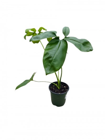 Philodendron goeldii Fun Bun