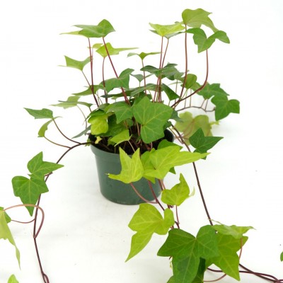 Hedera algeriensis 'Neon'