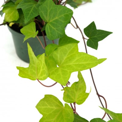 Hedera algeriensis 'Neon'