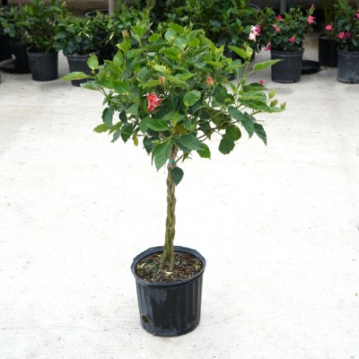 Hibiscus rosa-sinensis - braid