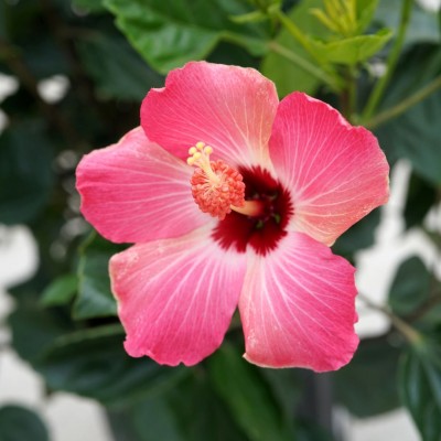 Hibiscus rosa-sinensis - braid