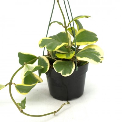 Hoya kerrii 'Variegata' - Single Leaf 2in - Washington - Cascade Tropicals