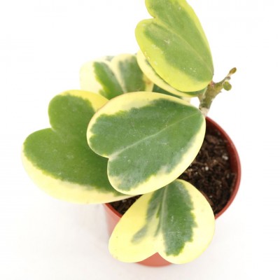Hoya kerrii 'Variegata' - upright