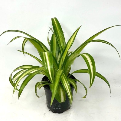 Chlorophytum comosum 'Hawaiian' - HB