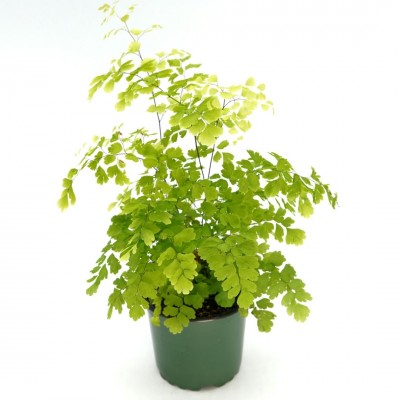 Adiantum raddianum 'Lisa'