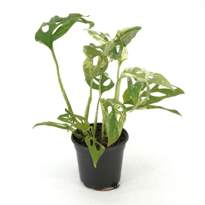 Monstera adansonii Mint