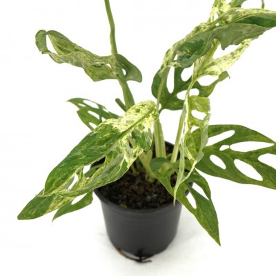 Monstera adansonii Mint