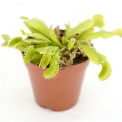 Nepenthes assorted 3in - Washington - Cascade Tropicals